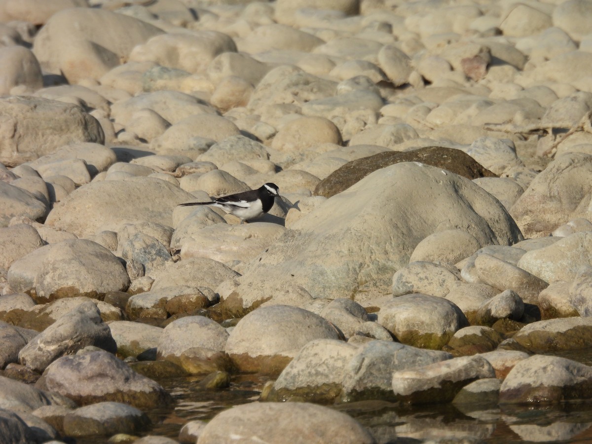 White-browed Wagtail - ML644853551