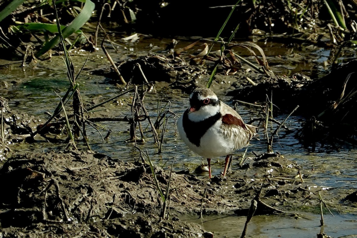 Black-fronted Dotterel - ML644853575
