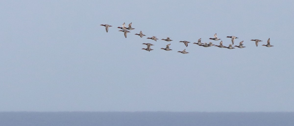 Common Pochard - ML644853592
