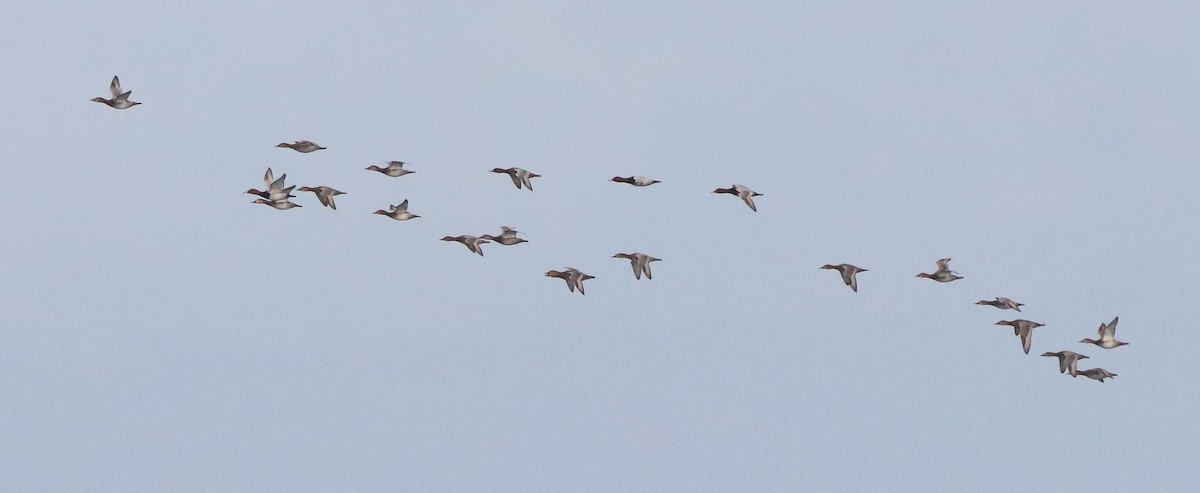 Common Pochard - ML644853593