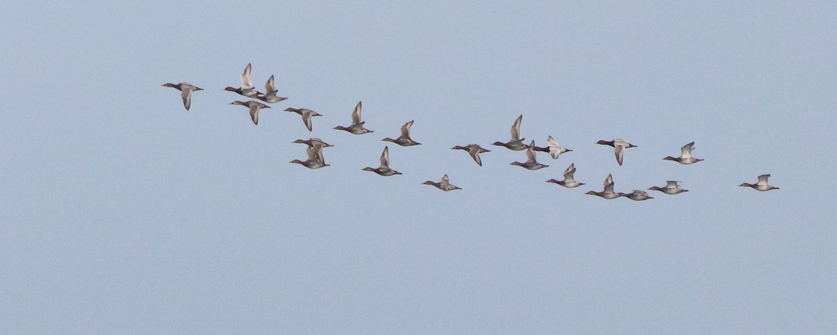 Common Pochard - ML644853594