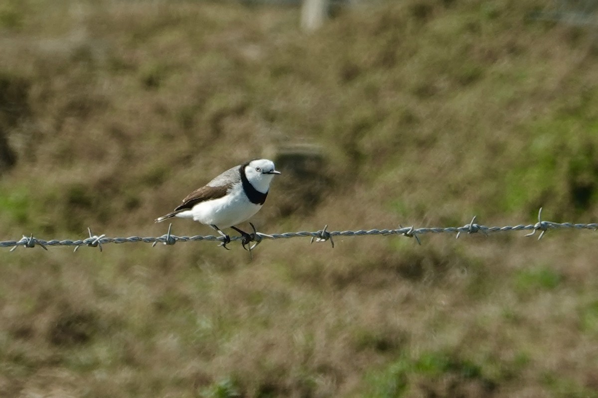 White-fronted Chat - ML644853604