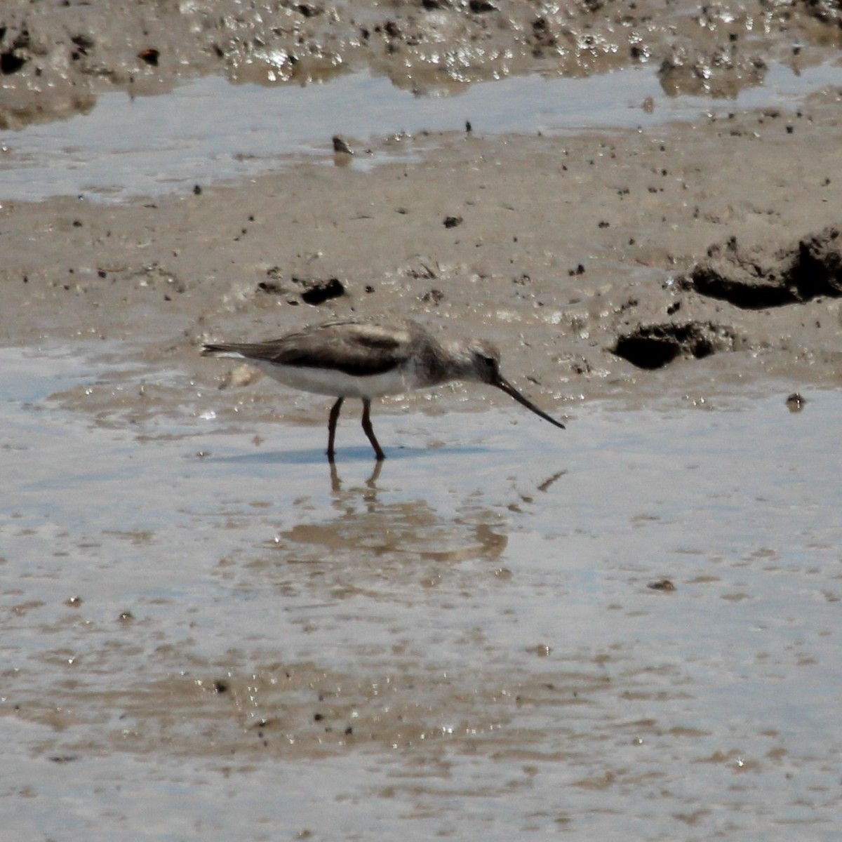 反嘴鷸 - ML644853608