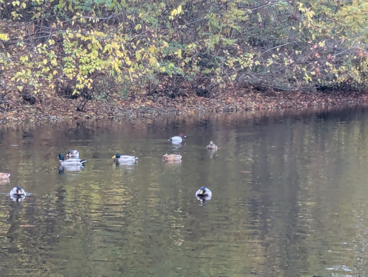 Common Pochard - ML644853614
