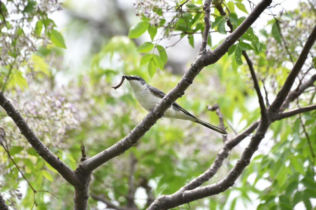 Ashy Minivet - ML644853617