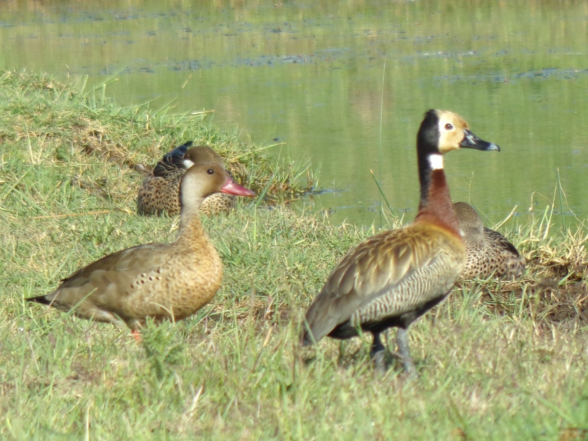Brazilian Teal - ML644853622