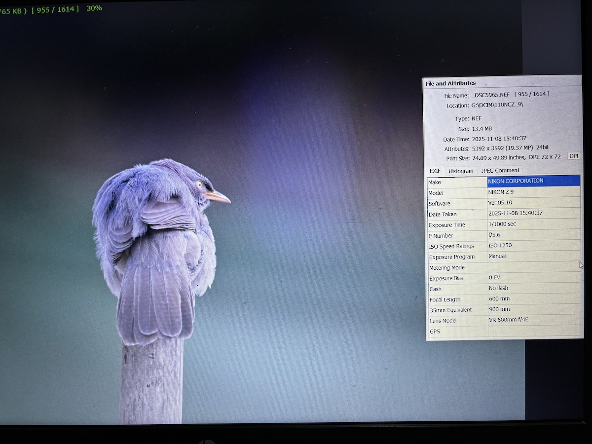 Jungle Babbler (Jungle) - ML644853635