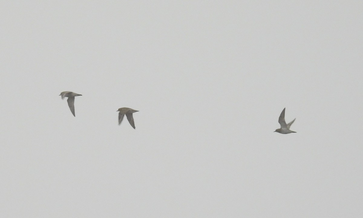 Сивка звичайна - ML644853637