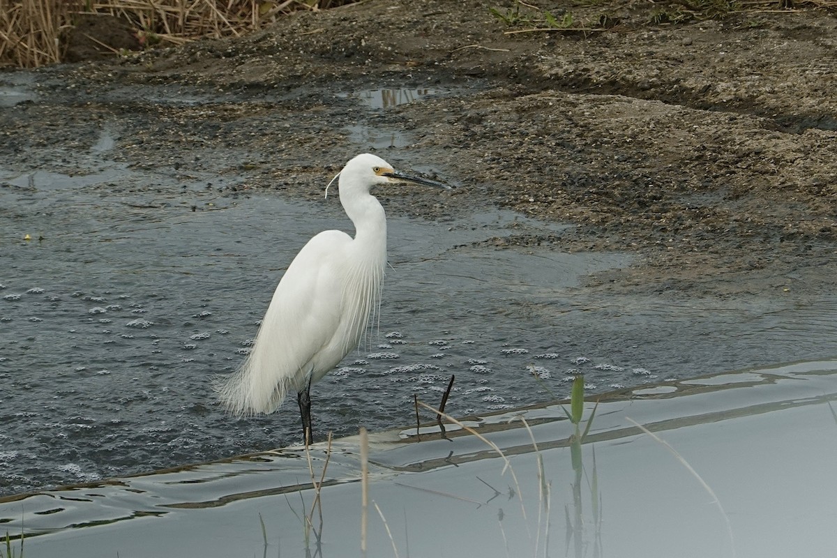 Little Egret (Australasian) - ML644853659