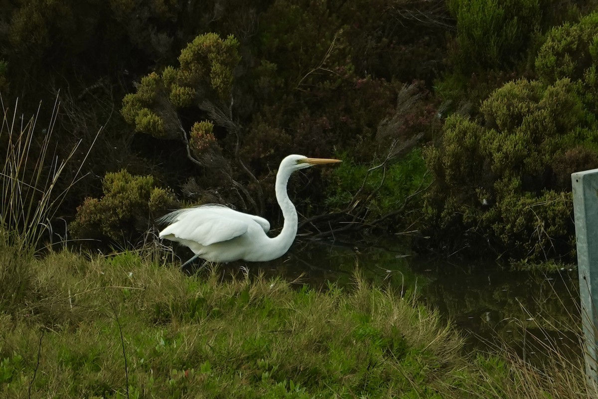 Great Egret (modesta) - ML644853664