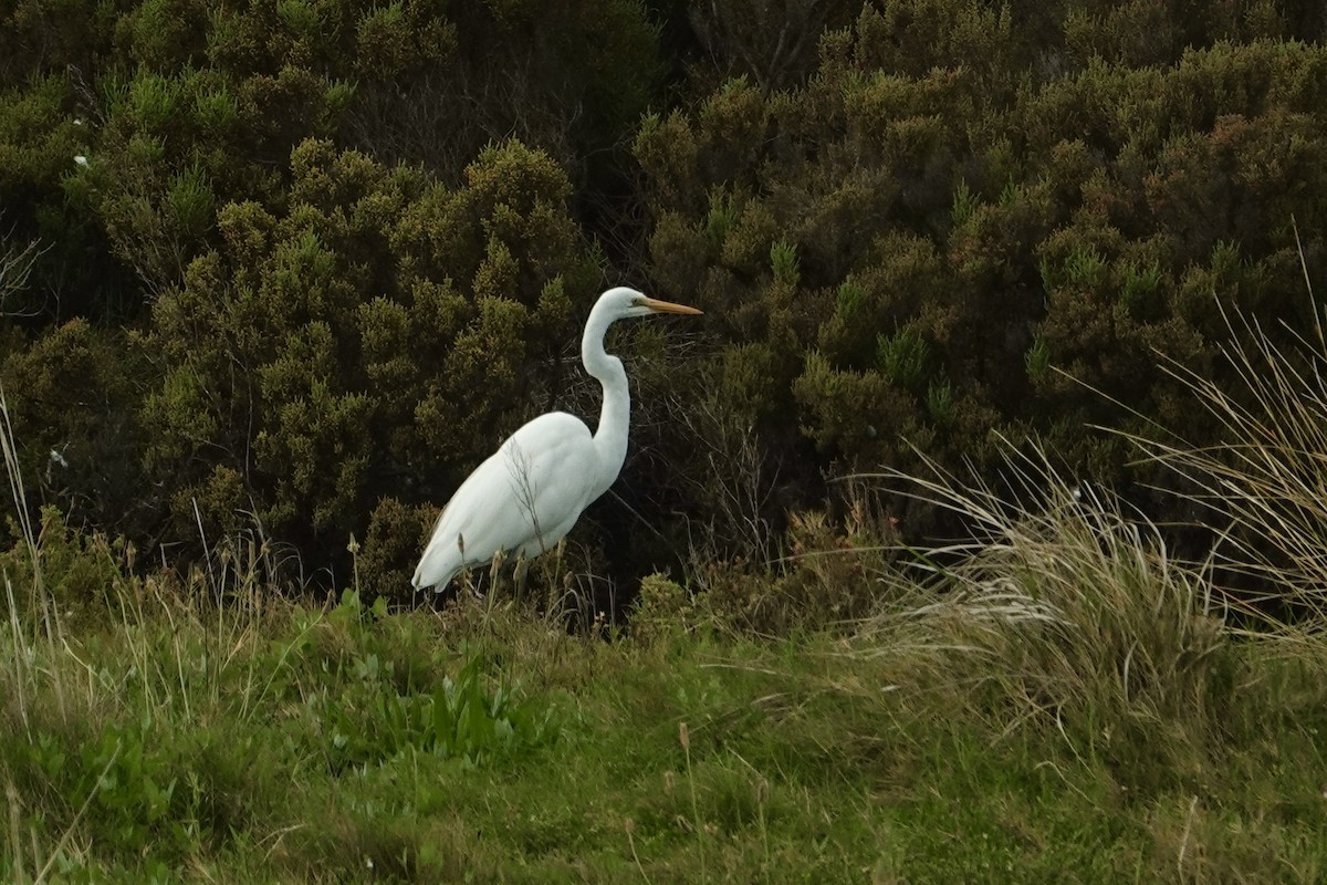 Great Egret (modesta) - ML644853665