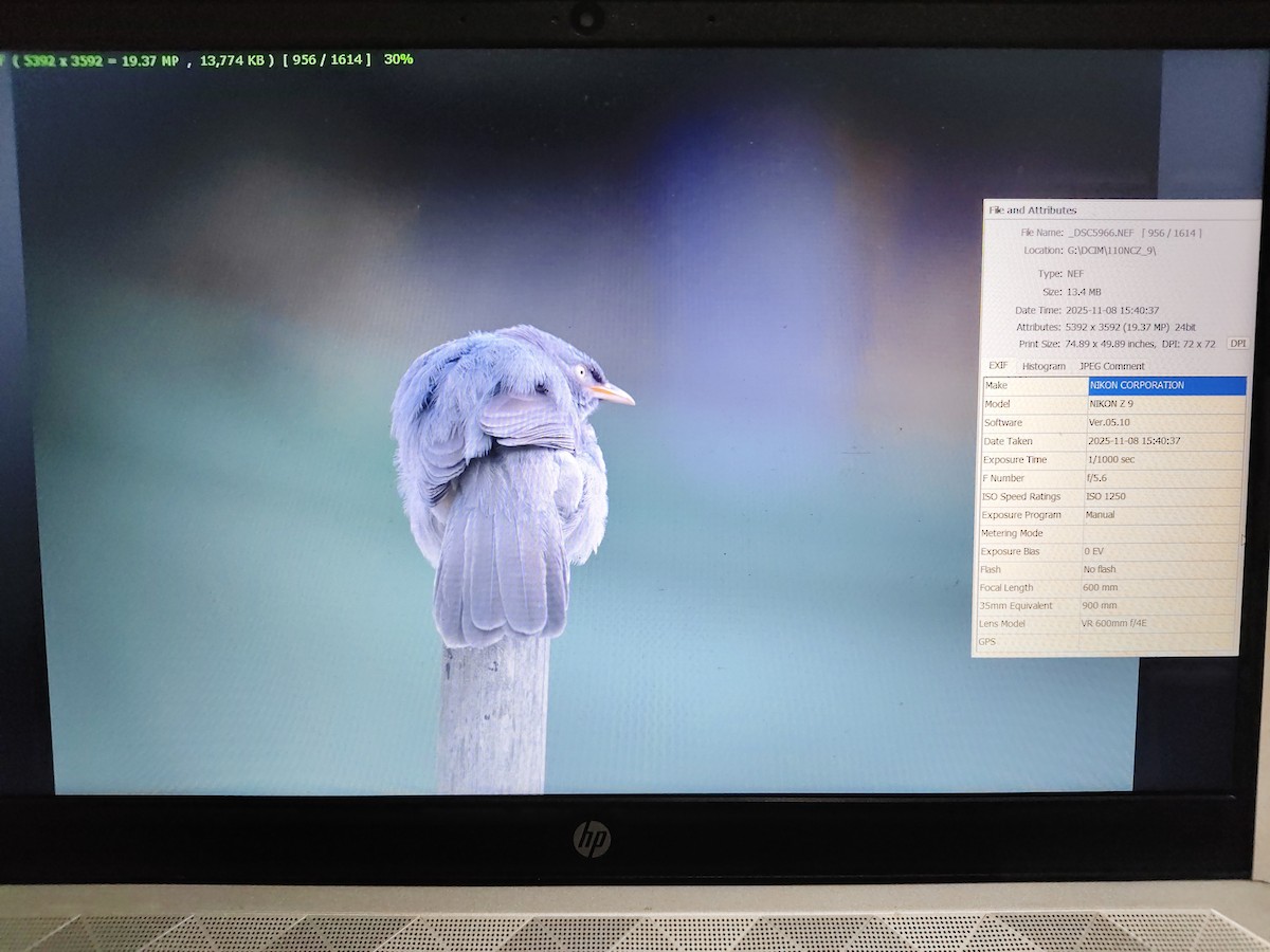 Jungle Babbler - ML644853666