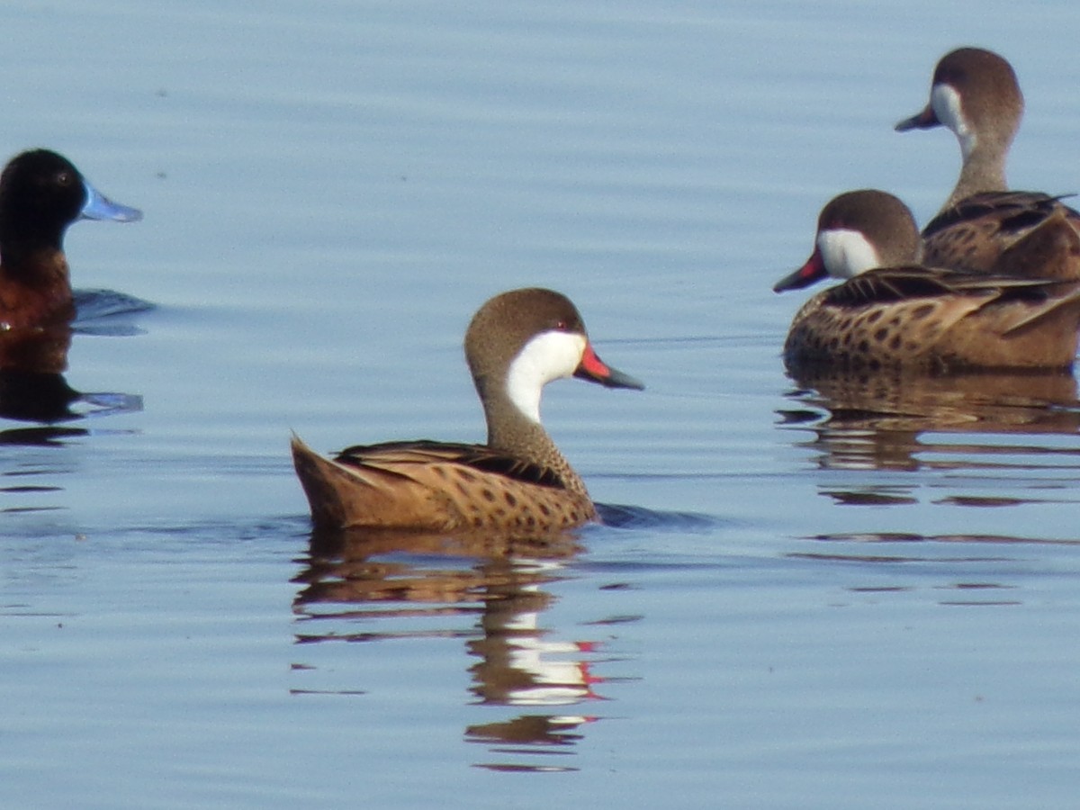 Codone delle Bahamas - ML644853668