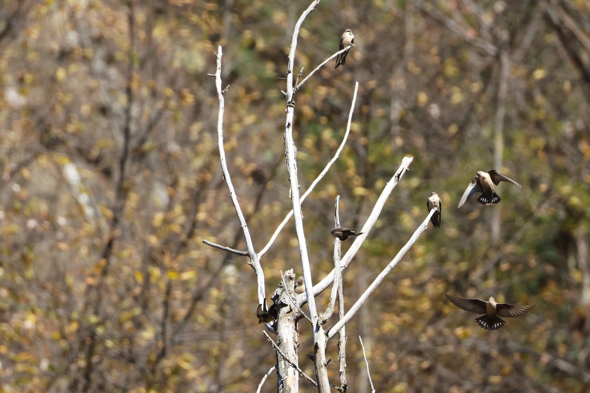 Eurasian Crag-Martin - ML644853670