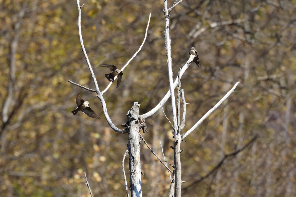 Eurasian Crag-Martin - ML644853672