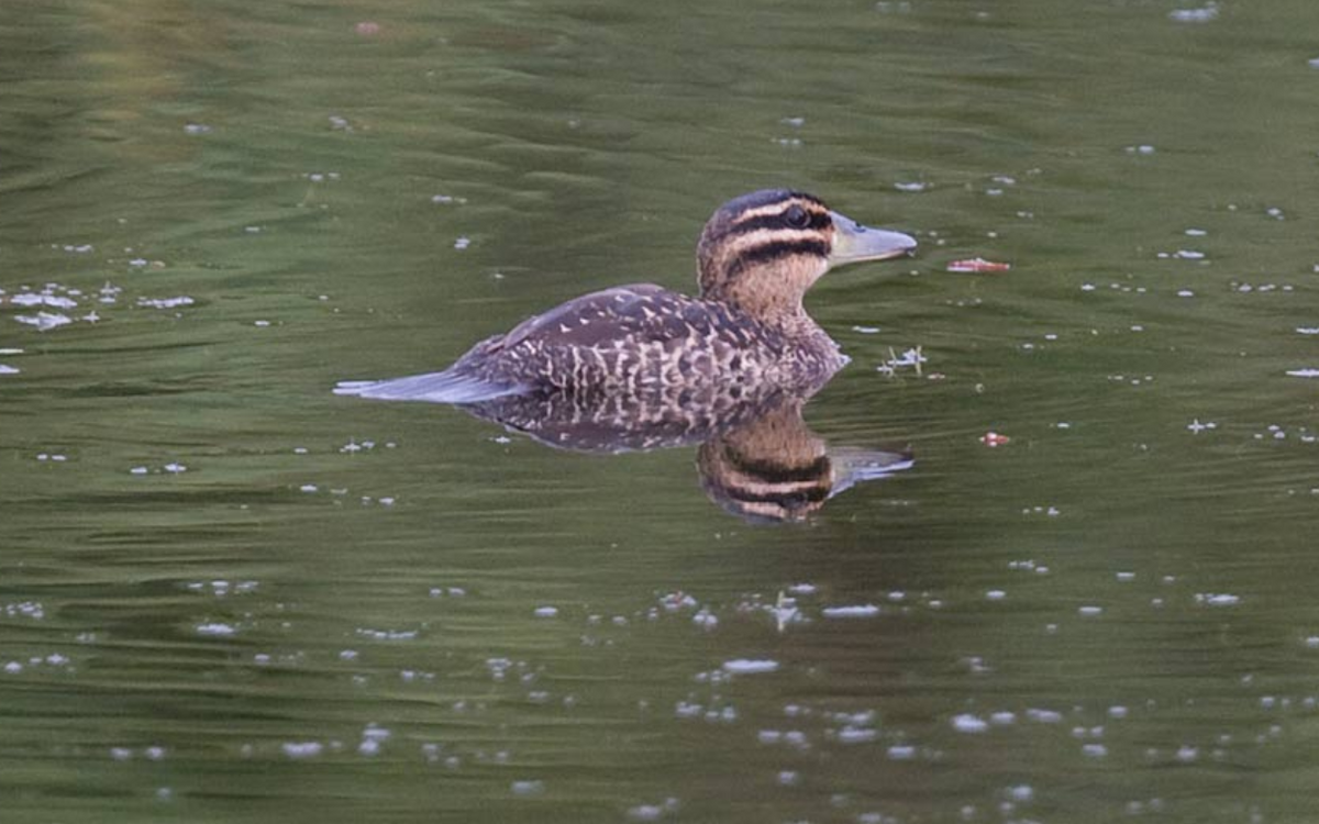 maskeand - ML644853701