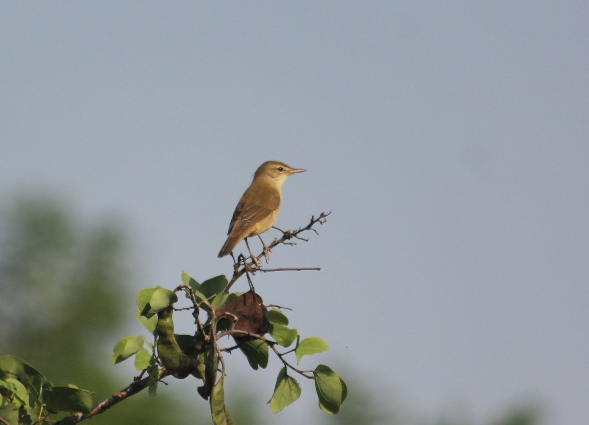 Clamorous Reed Warbler - ML644853702