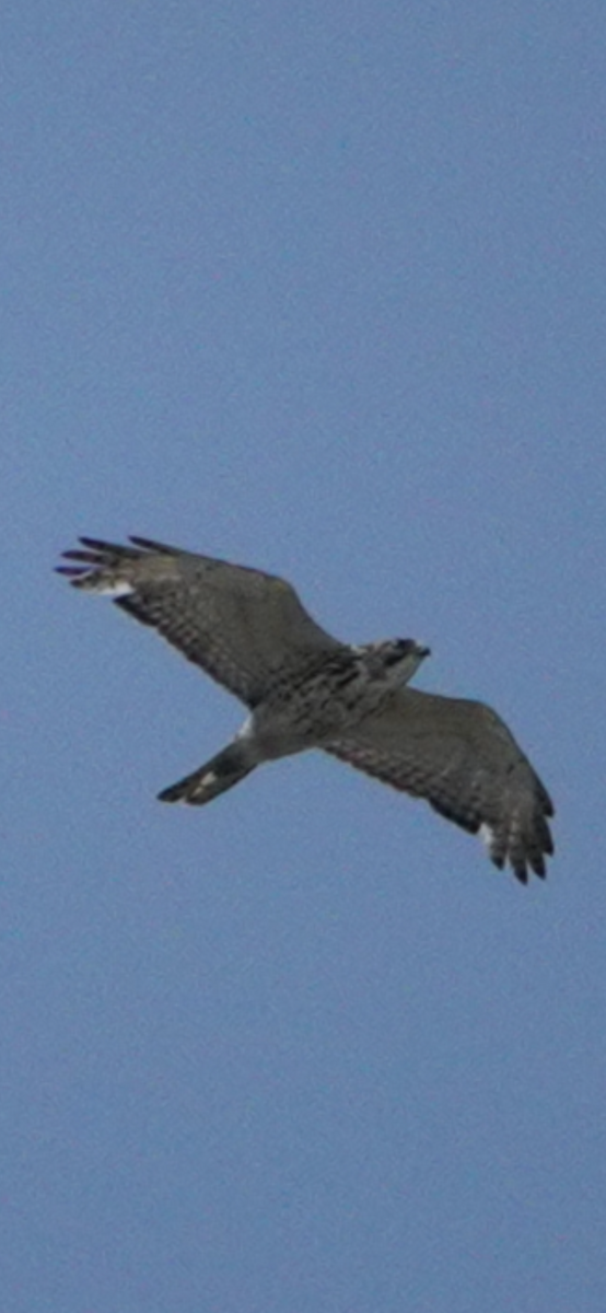 Broad-winged Hawk - ML644853722