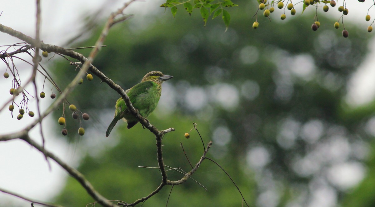 Green-eared Barbet - ML644853727