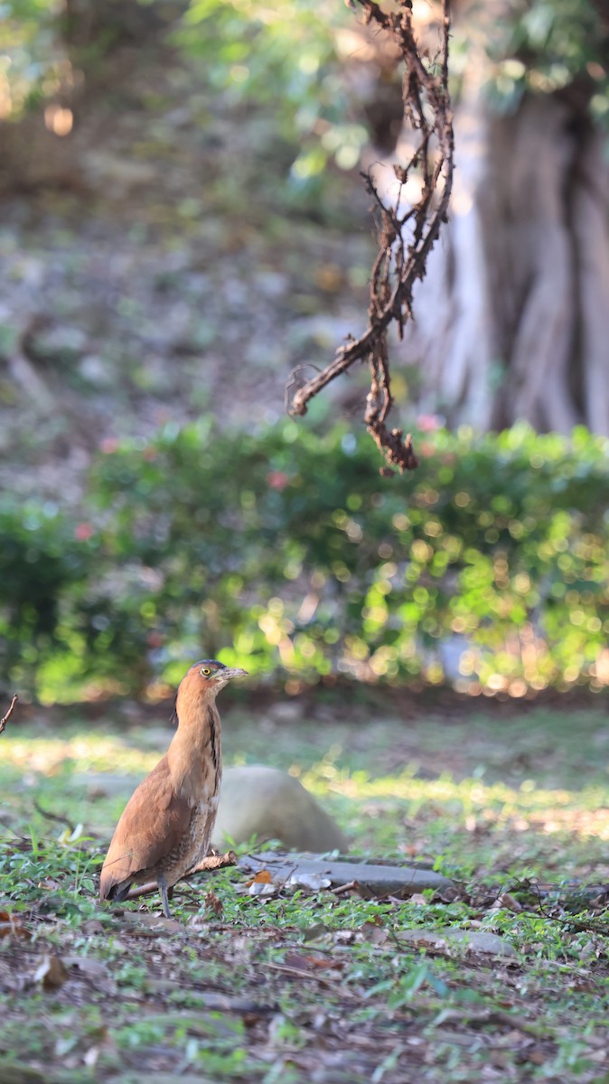 ズグロミゾゴイ - ML644853733