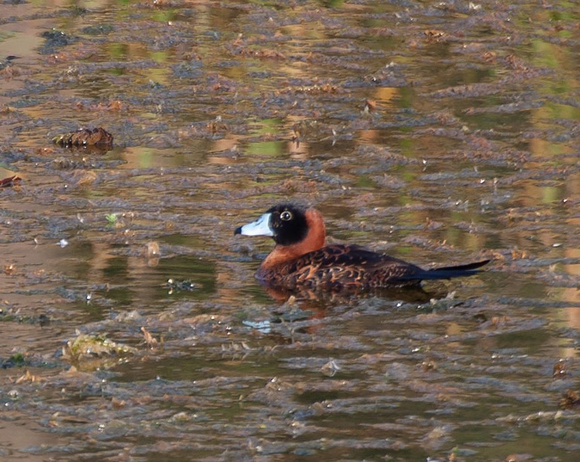 maskeand - ML644853760