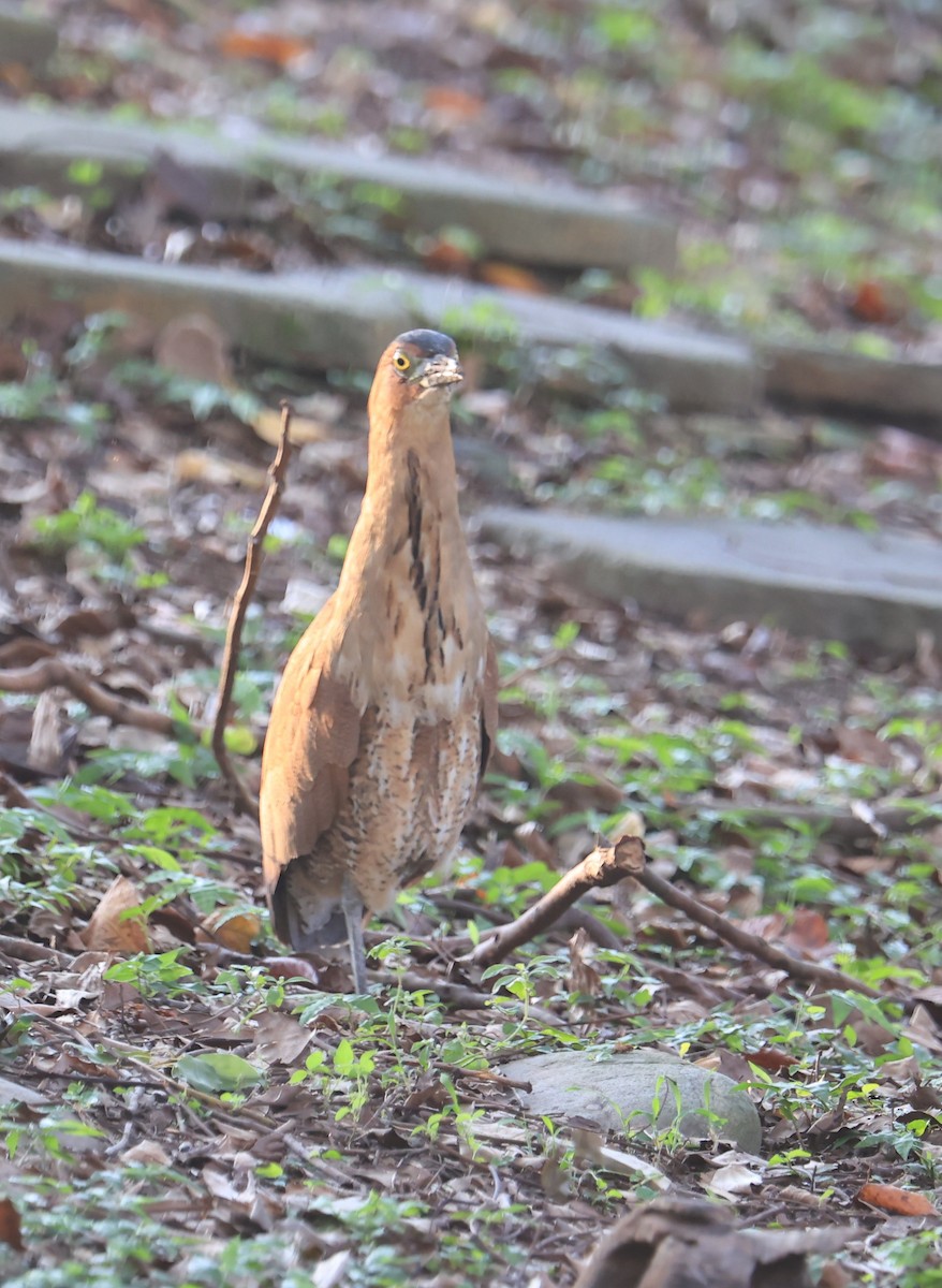 ズグロミゾゴイ - ML644853766