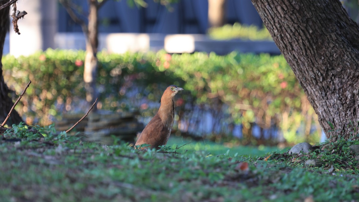 ズグロミゾゴイ - ML644853767