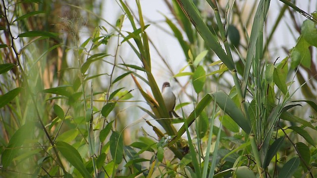 Yellow-eyed Babbler - ML644853768