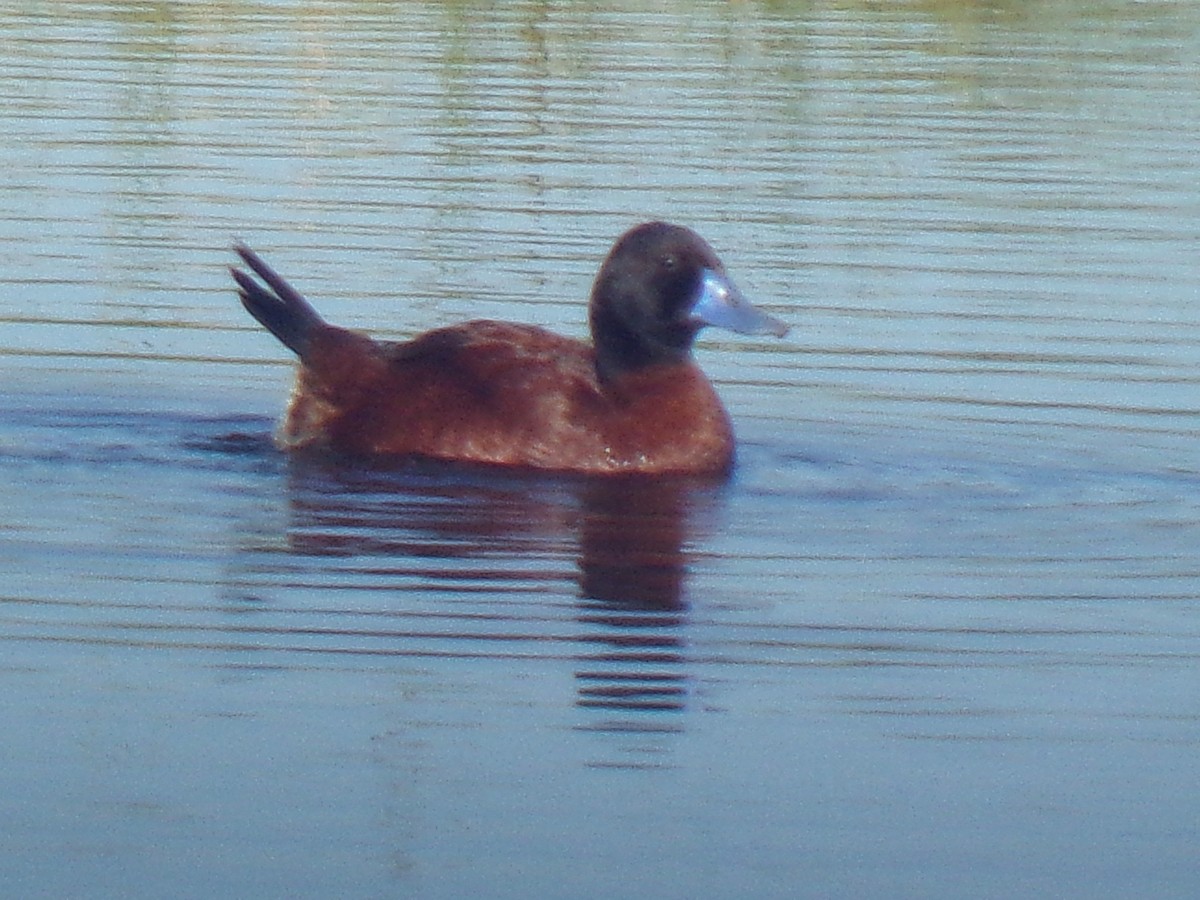 Lake Duck - ML644853795