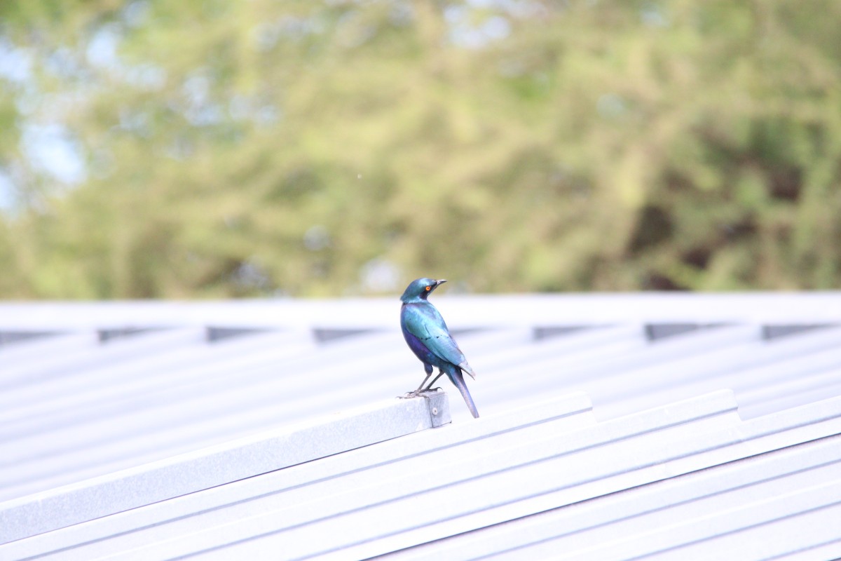 セイキムクドリ - ML644853819