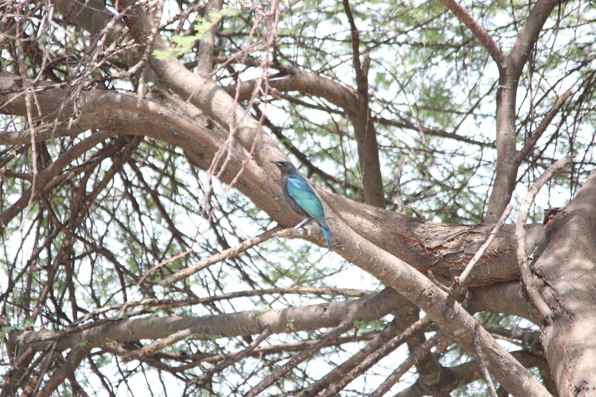 セイキムクドリ - ML644853821