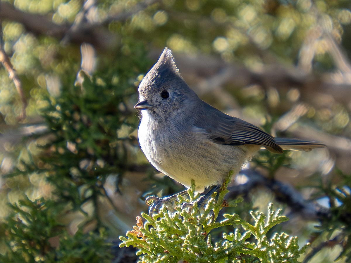 Juniper Titmouse - ML644853838