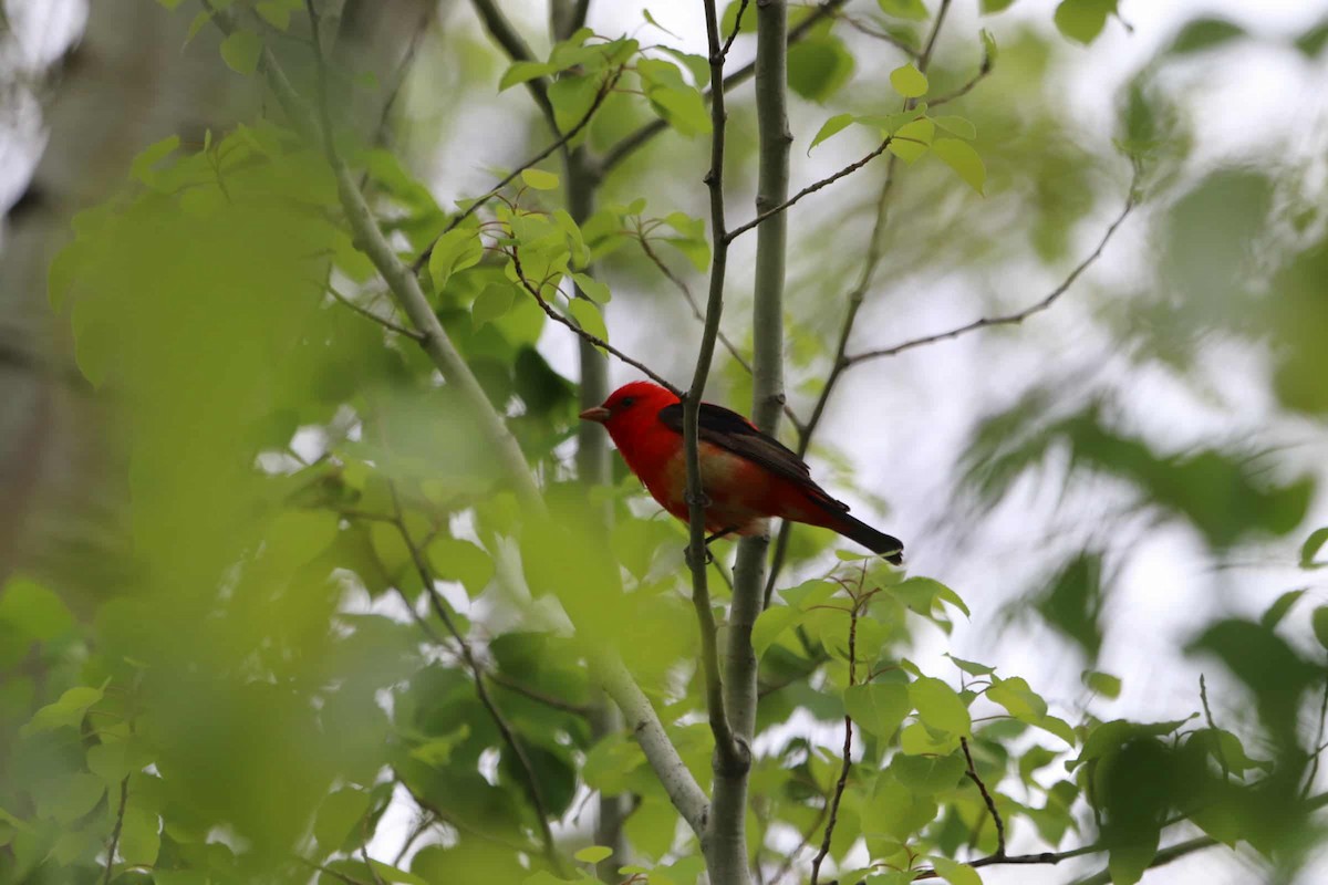 rødpiranga - ML644853866