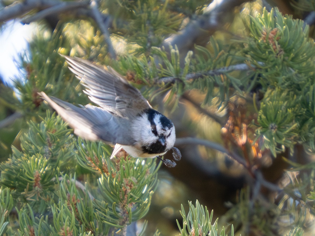 Mountain Chickadee - ML644853887