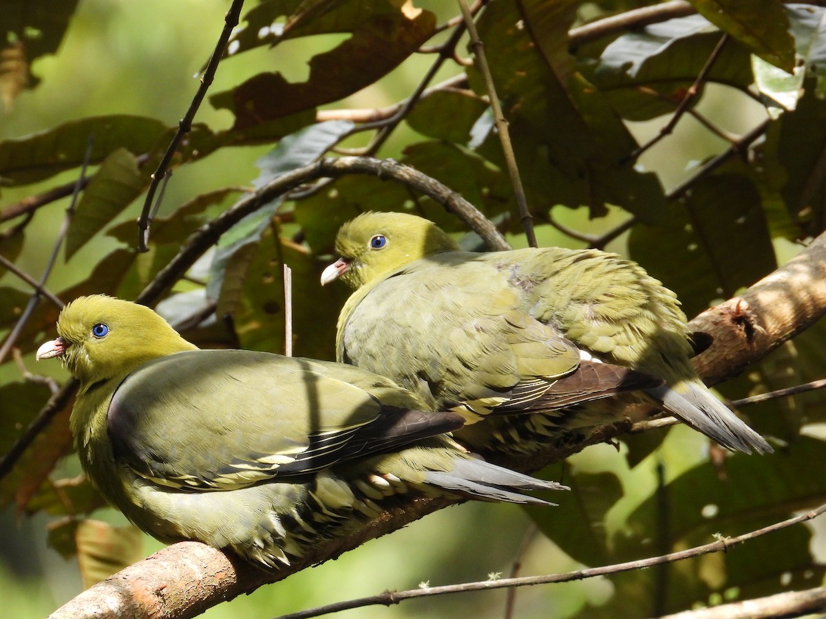 Madagascar Green-Pigeon - ML644853898