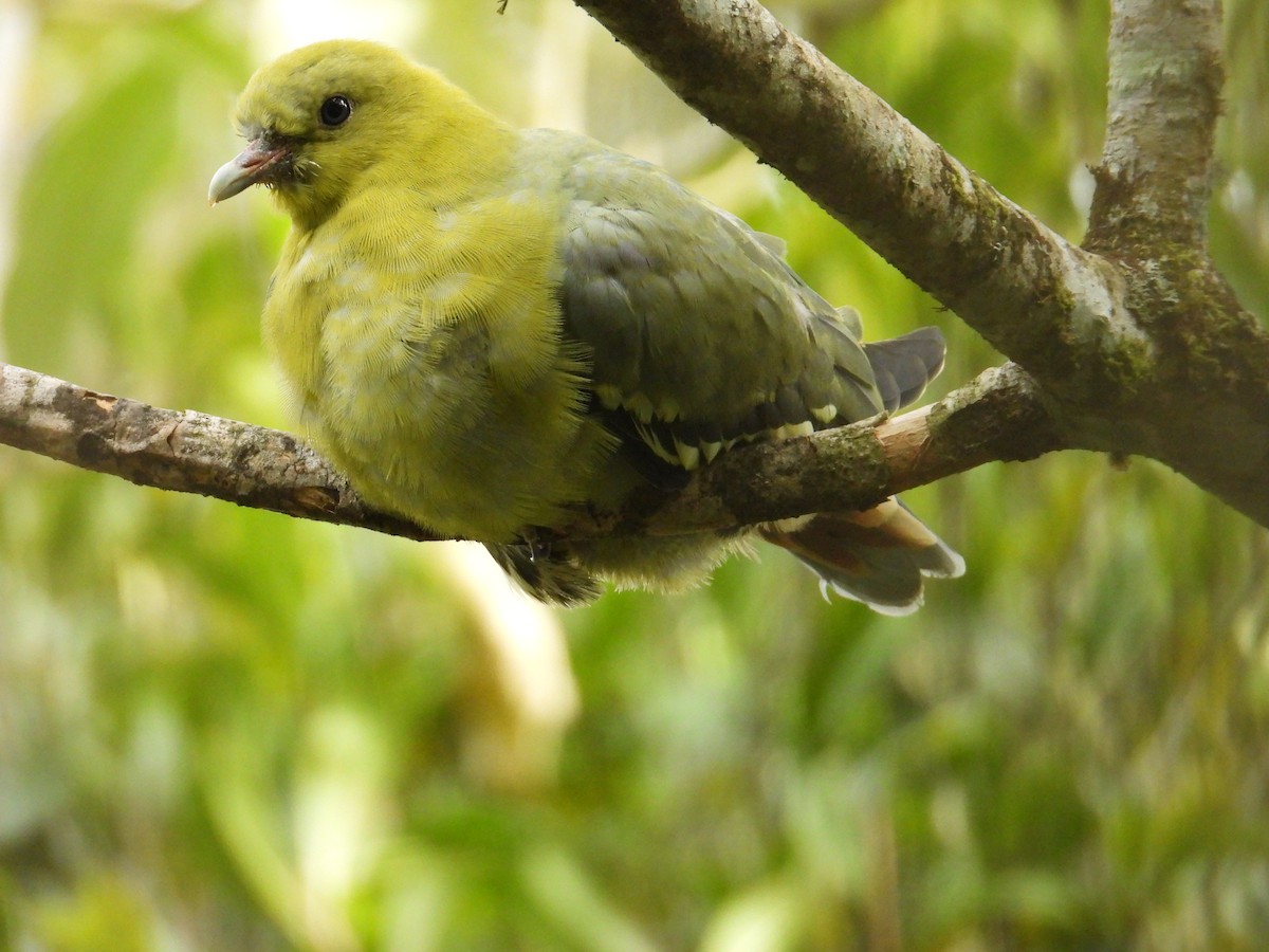 Madagascar Green-Pigeon - ML644853899