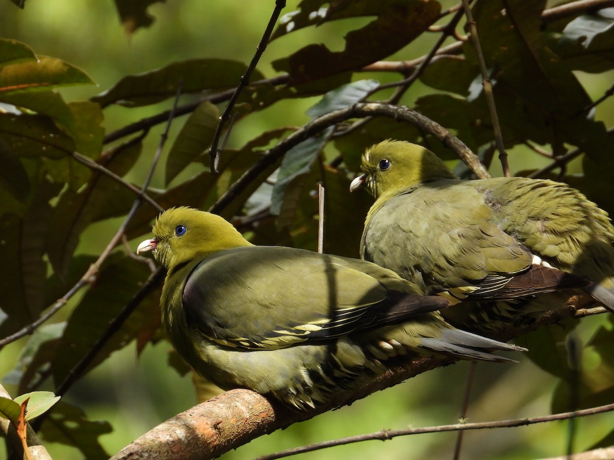 Madagascar Green-Pigeon - ML644853900