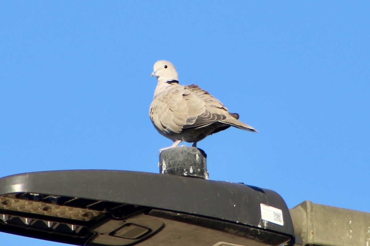 Eurasian Collared-Dove - ML644853943