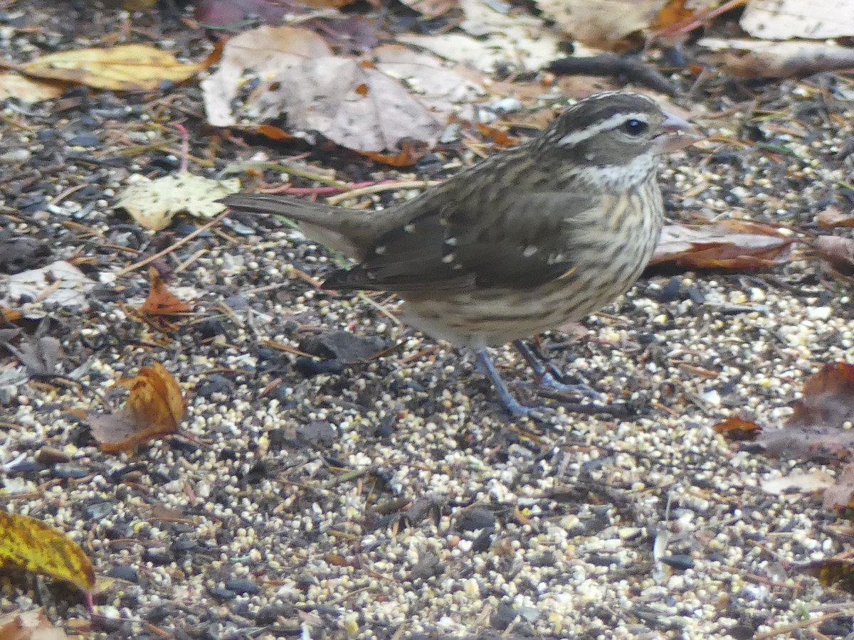 dlaskovec růžovoprsý - ML644853945