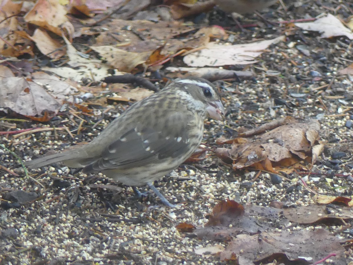 dlaskovec růžovoprsý - ML644853946