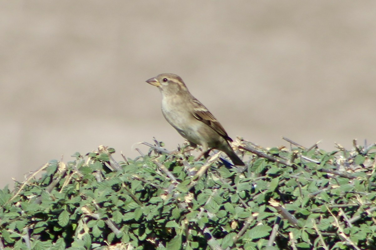 House Sparrow - ML644853951