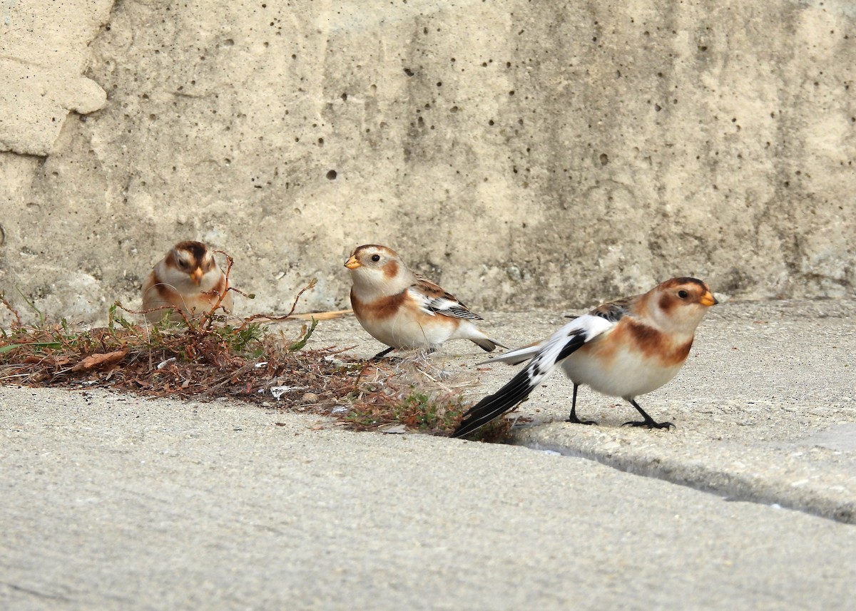 גיבתון שלג - ML644853967
