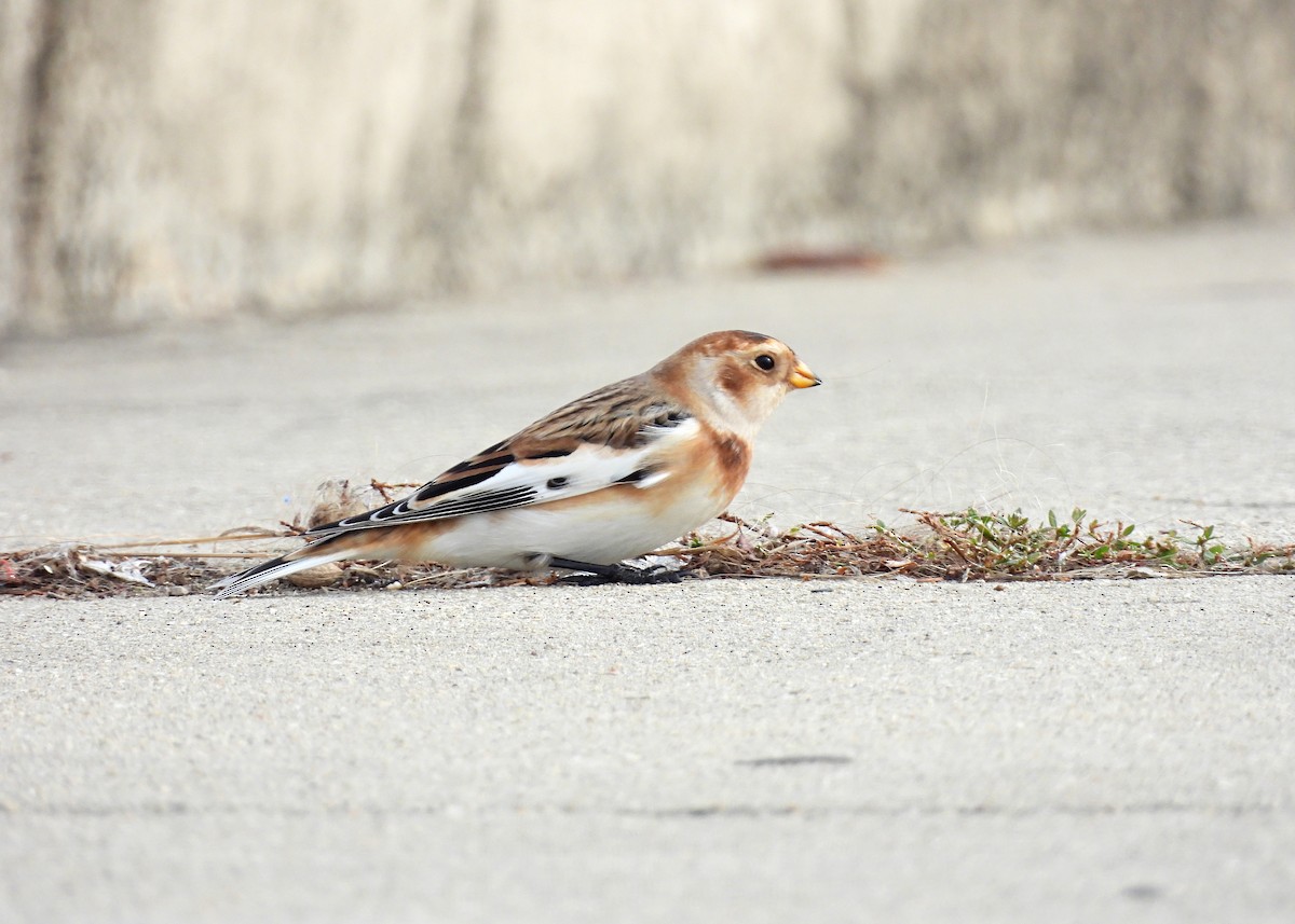 גיבתון שלג - ML644853968