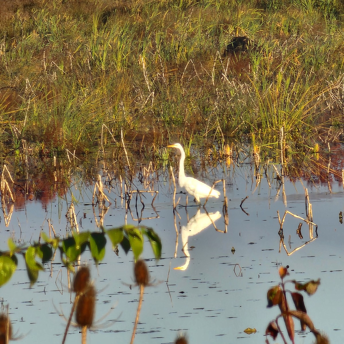 大白鷺 - ML644853975