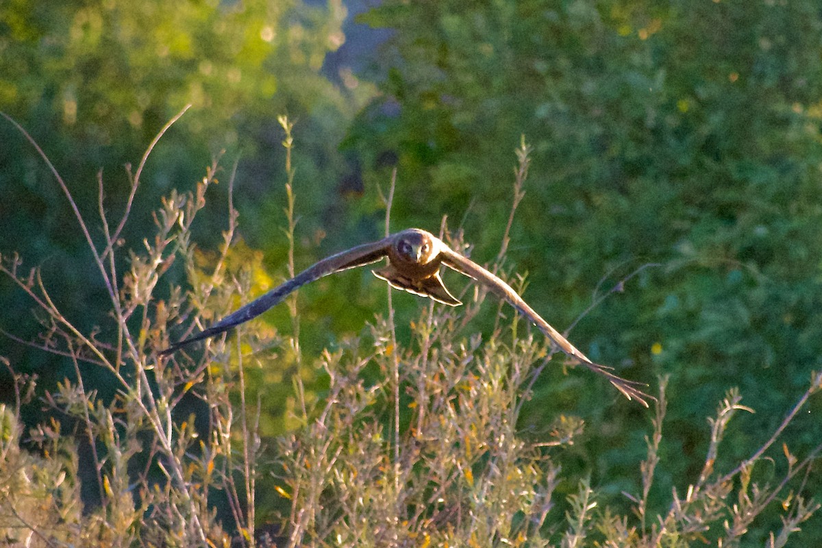 Northern Harrier - ML644853998