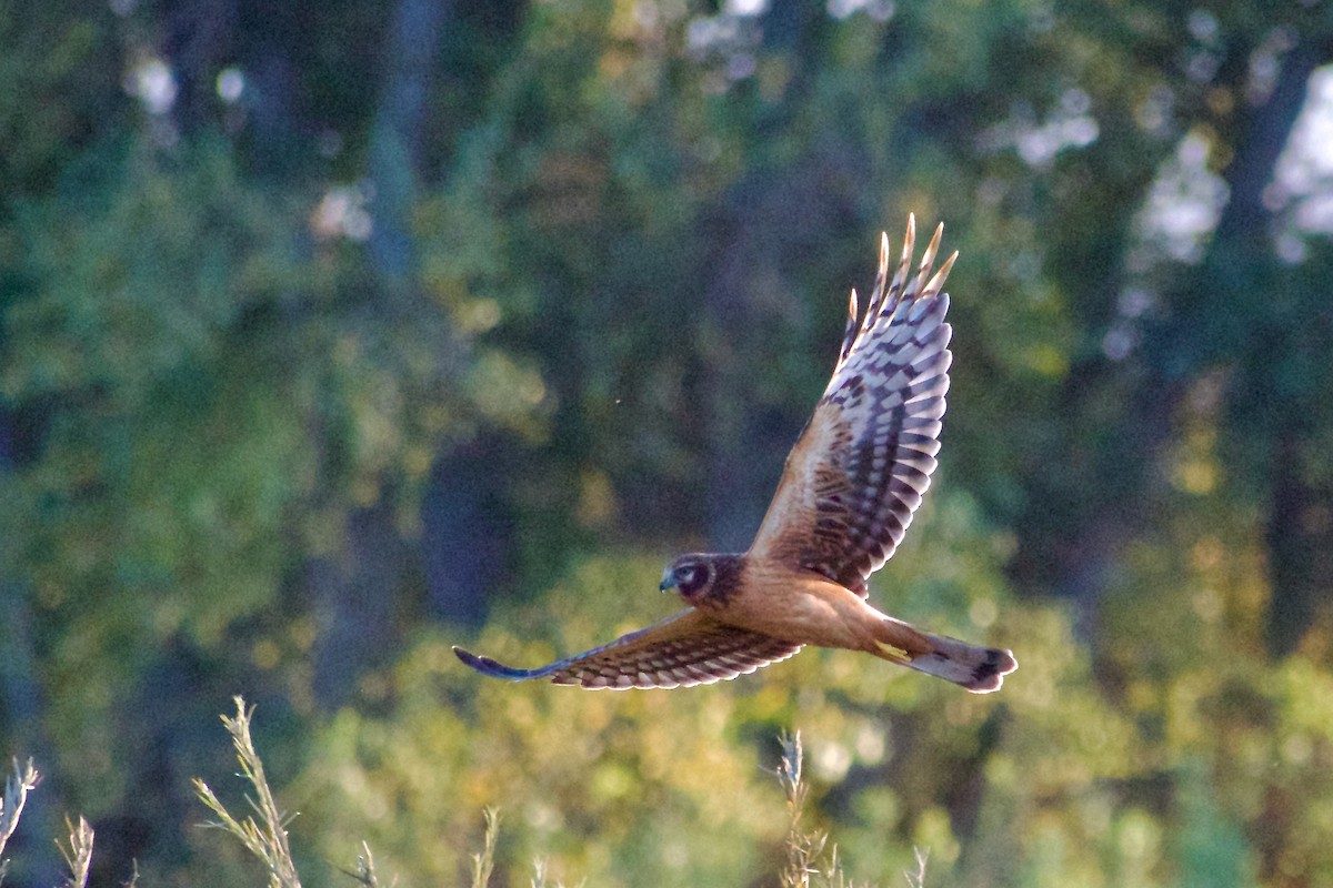 Northern Harrier - ML644853999