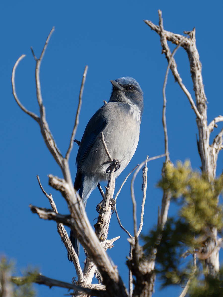 Woodhouse's Scrub-Jay - ML644854000