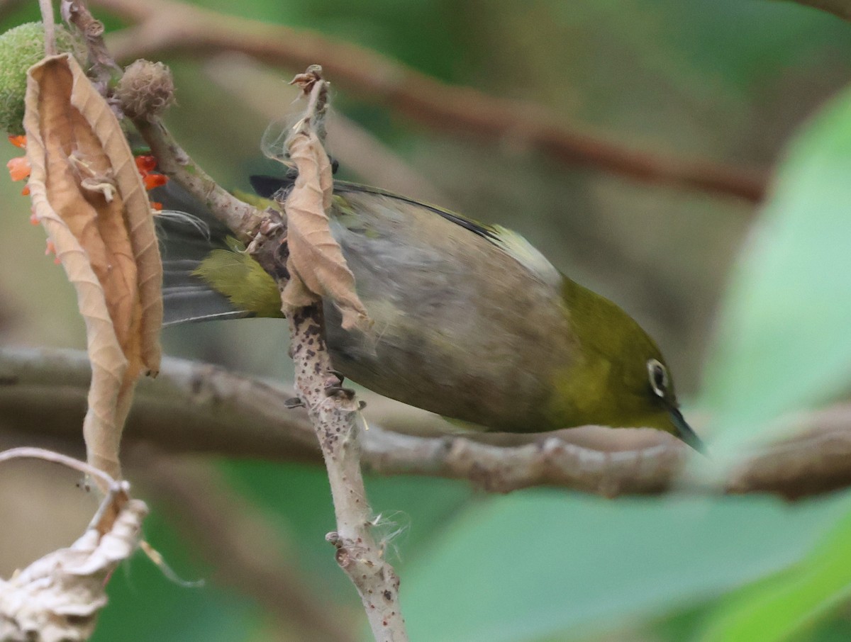 Warbling White-eye - ML644854006
