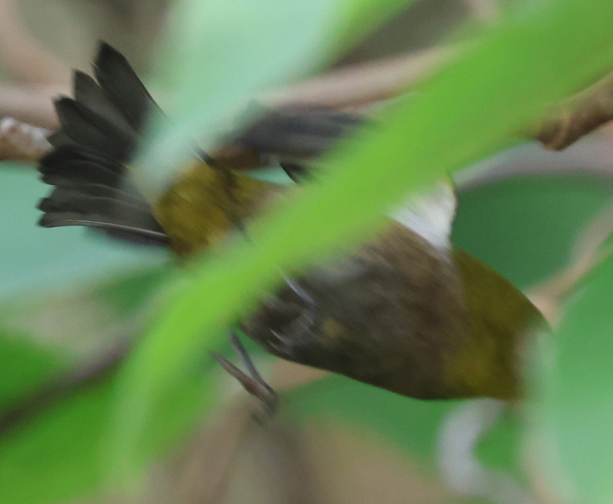 Warbling White-eye - ML644854007