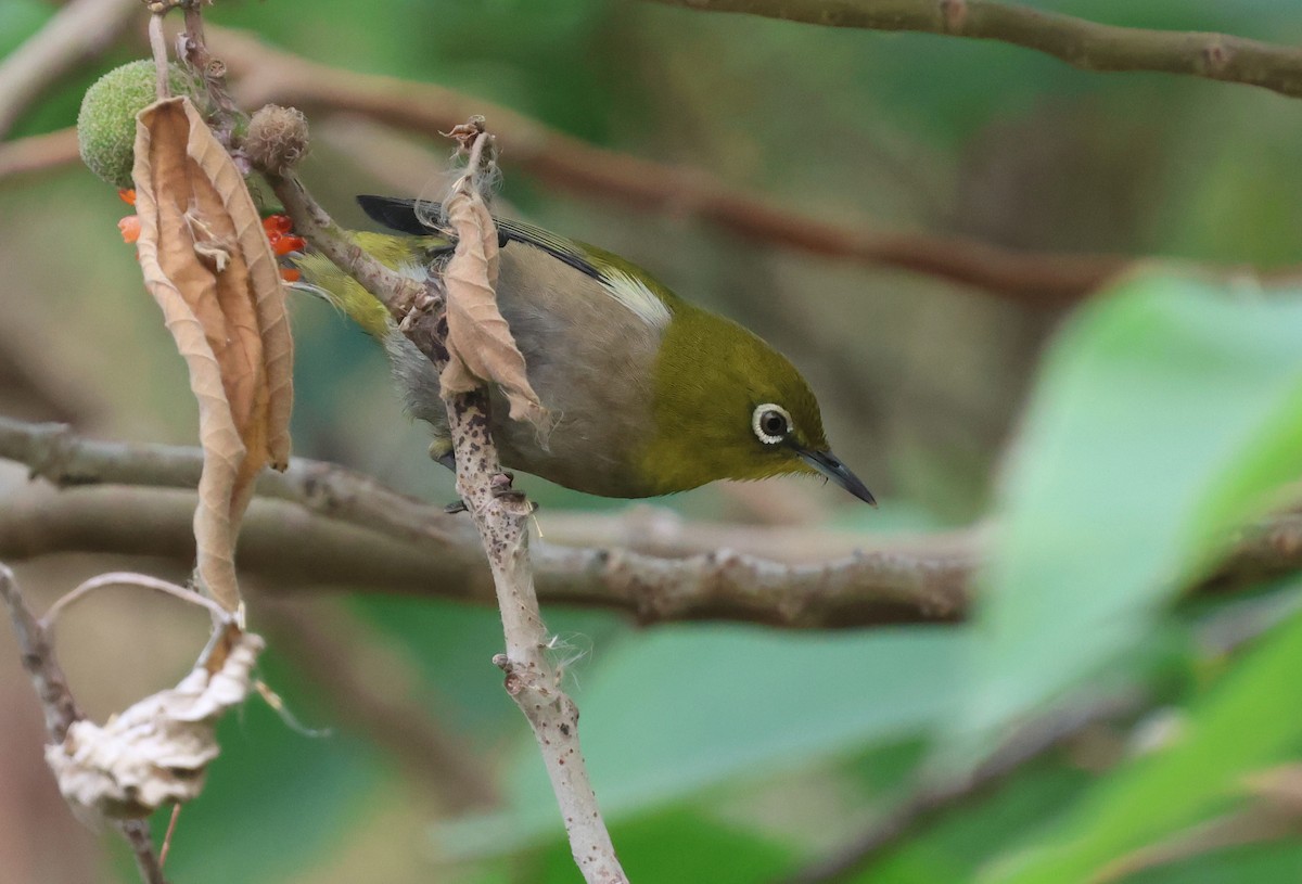Warbling White-eye - ML644854008